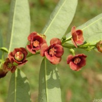 Phyllanthus androgynus (L.) Chakrab. & N.P.Balakr.